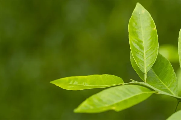 페렛 마스트 세포 종양, 이렇게 관리하세요! (증상부터 치료법 총정리)