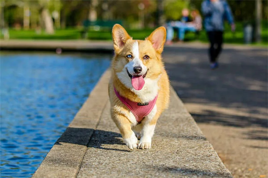 고양이 똥 묻는 이유 5가지, 알고 보면 너무 귀여운 이유!
