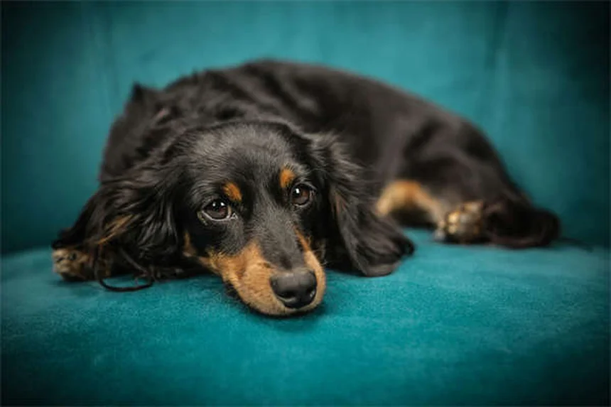 고양이 복수증 원인과 증상, 이렇게 관리하세요!