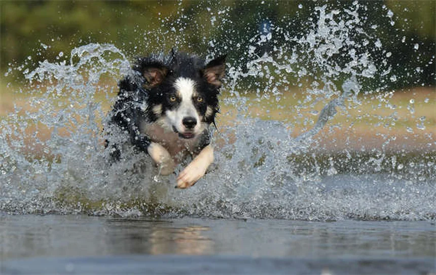 고양이 복수증 원인과 증상, 이렇게 관리하세요!