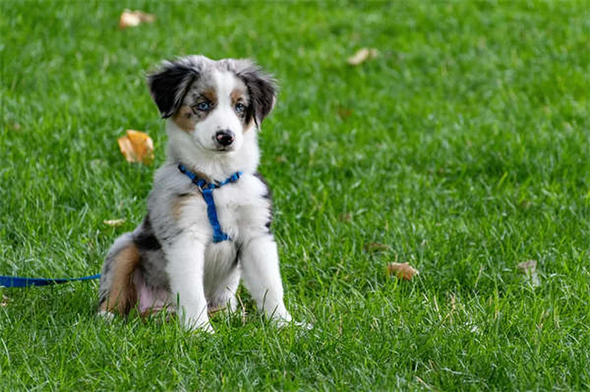 고양이 복수증 원인과 증상, 이렇게 관리하세요!