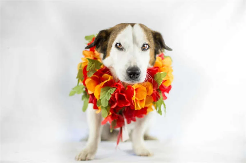 고양이 공격성 원인 7가지와 해결법 (2024 최신)