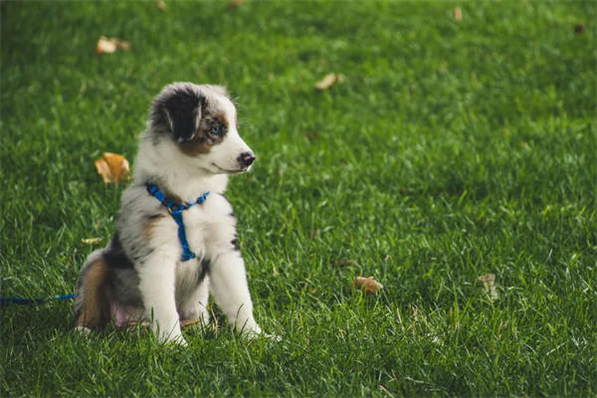 고양이 과자극 증상 11가지와 즉각적인 해결법