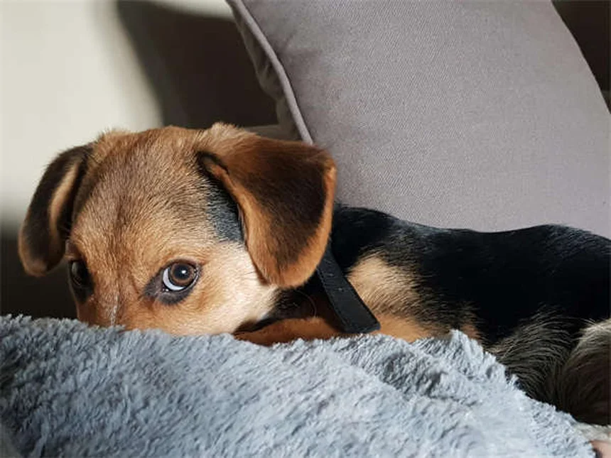 고양이 과자극 증상 11가지와 즉각적인 해결법