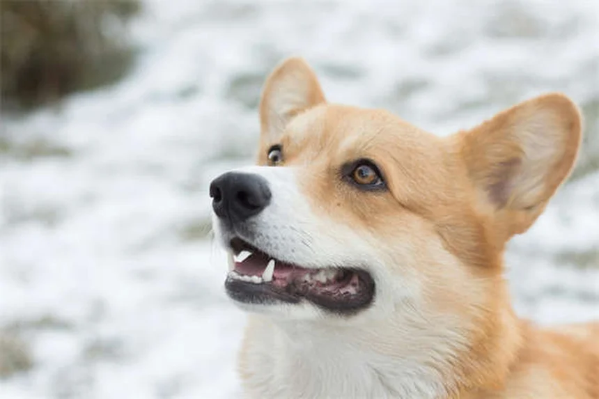 고양이 꼬리 언어 5가지: 집사라면 꼭 알아야 할 비밀